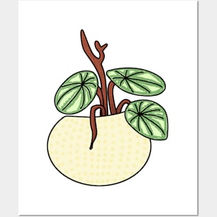 Watermeloenplant Peperomia Watermelon Color Posters and Art